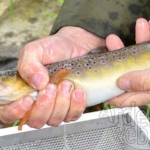 electropeche-1335 electropeche-1335