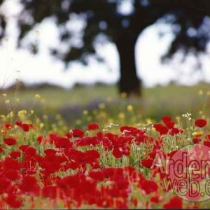 photo de Jean-Luc Recloux photo de Jean-Luc Recloux