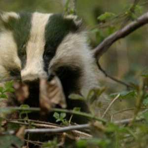 Le blaireau en Ardenne