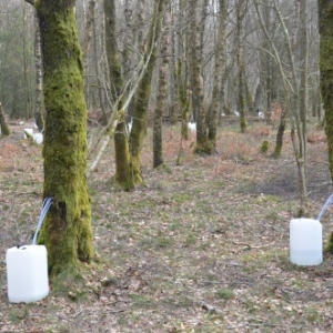 eau de bouleau