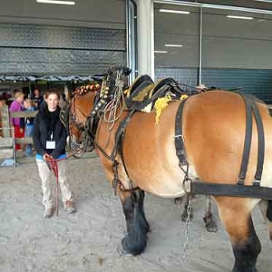 cheval de trait ardennais - 611