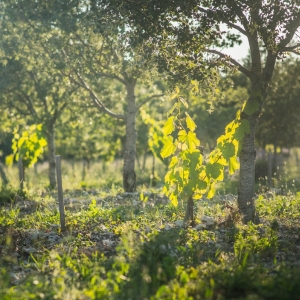 L’agroécologie, une philosophie qui nourrit le corps et l’esprit