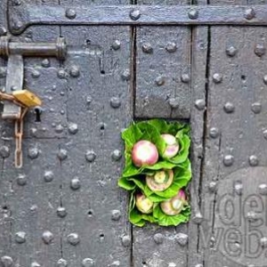 Belgian flower arrangement society -photo 127