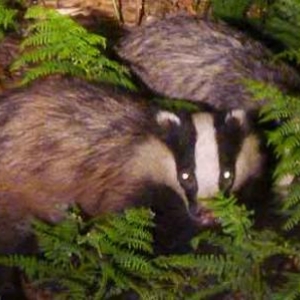 Le blaireau en Ardenne
