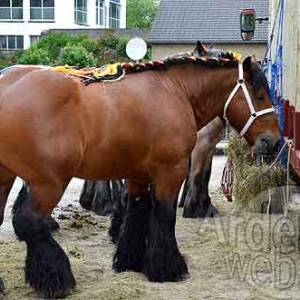 Bastogne Nature admise-5326 Bastogne Nature admise-5326