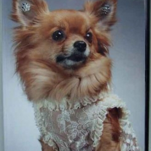 ardenne TV ardenne TV