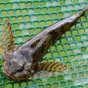 electropeche-1361 electropeche-1361