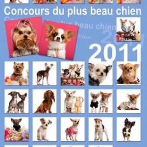 Le plus beau chien du monde-apres midi Le plus beau chien du monde-apres midi