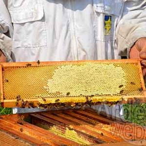 Alain Paublanc-4441 Alain Paublanc-4441