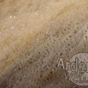 Les Nutons du Condroz 