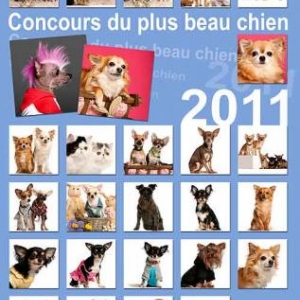 Le plus beau chien du monde-matin Le plus beau chien du monde-matin