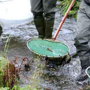 electropeche-1360 electropeche-1360