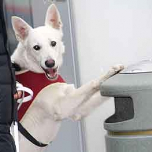 Chiens pour aveugles