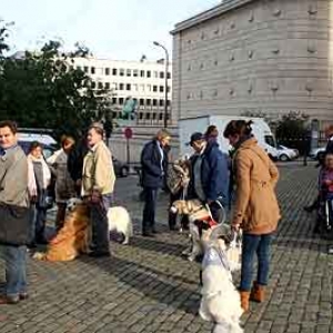 Chiens pour aveugles