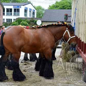 Bastogne Nature admise-5328 Bastogne Nature admise-5328