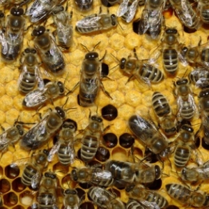 Abeille noire belge et ardennaise