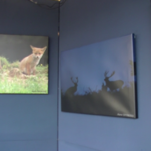  video, exposition Grandeur Nature 