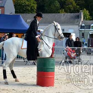 Cheval de trait ardennais-505 Cheval de trait ardennais-505