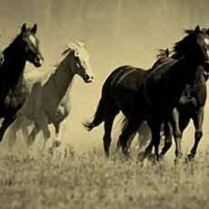 transport de chevaux