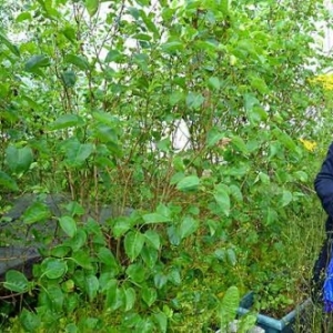 Engreux route des sculptures-9269 Engreux route des sculptures-9269