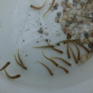 Saumons en classe, HARZE