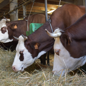 Gaec_Barbossine©JFVuarand_Chatel2017 (10)