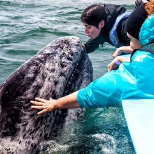 Lagune de San Ignacio, les baleines à portée de mains Photo iStock