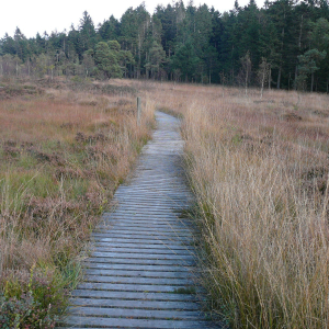 Caillebotis en état ( photo Detry ) Caillebotis en état ( photo Detry )