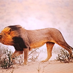 Chris Johns | Lion | Afrique du Sud | 2001