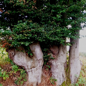 Fantaisie de la nature