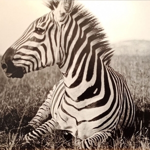 Carl E. Akeley | Zèbre | Kenya | vers 1910