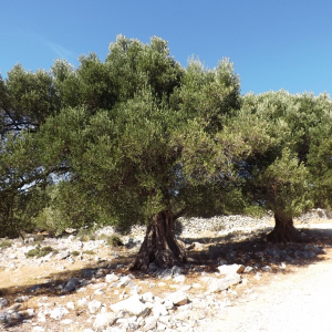 Les oliveraies de Lun ( photo : F. Detry ) Les oliveraies de Lun ( photo : F. Detry )