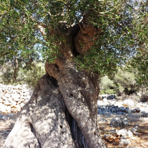 Les oliveraies de Lun ( photo : F. Detry ) Les oliveraies de Lun ( photo : F. Detry )