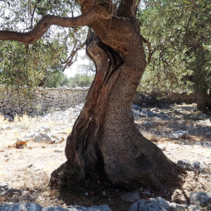 Les oliveraies de Lun ( photo : F. Detry ) Les oliveraies de Lun ( photo : F. Detry )