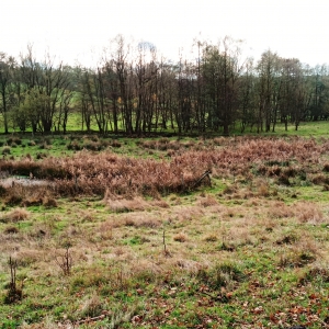 La réserve naturelle de la Warchenne 