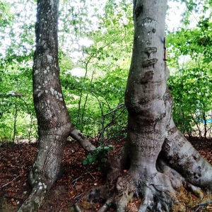 Fantaisie de la nature