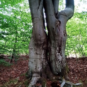 Fantaisie de la nature