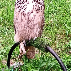 La chouette (en vieux français : chuffin). La chouette (en vieux français : chuffin).