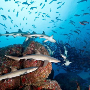 5 cocos-island-costa-rica 5 cocos-island-costa-rica