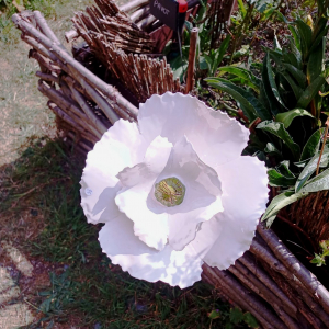 Castelflora 2023 ( photo : F. Detry )