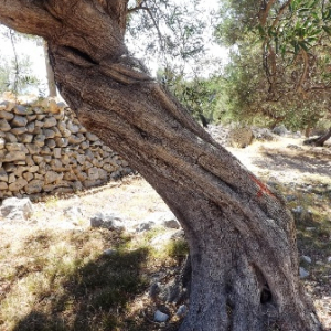Les oliveraies de Lun ( photo : F. Detry ) Les oliveraies de Lun ( photo : F. Detry )