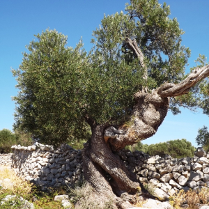 Les oliveraies de Lun ( photo : F. Detry ) Les oliveraies de Lun ( photo : F. Detry )