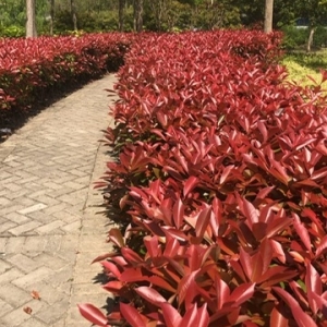 L'environnement à Shanghaï L'environnement à Shanghaï