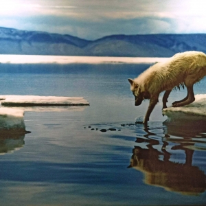 Approche du monde animal