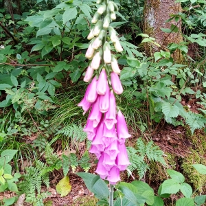 Décor végétal