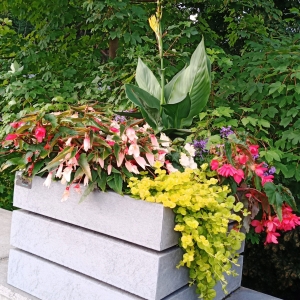 Les fleurs du Pont