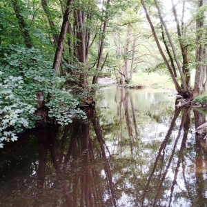 L'Amblève bucolique