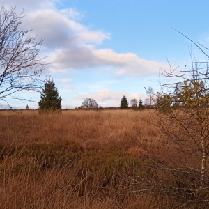 Paysage fagnard