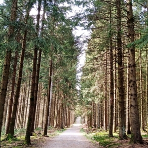 Calme de la forêt