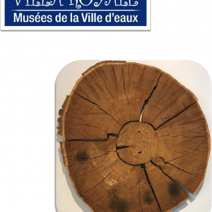 La Rondelle de chêne vieille de 351 ans !!